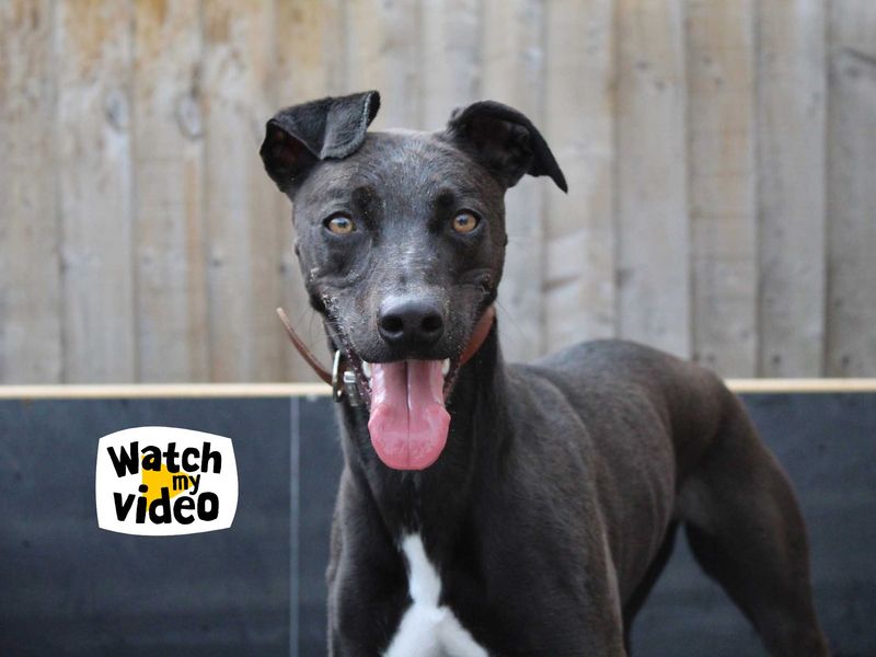 Bailey | Lurcher Cross | Darlington - 1