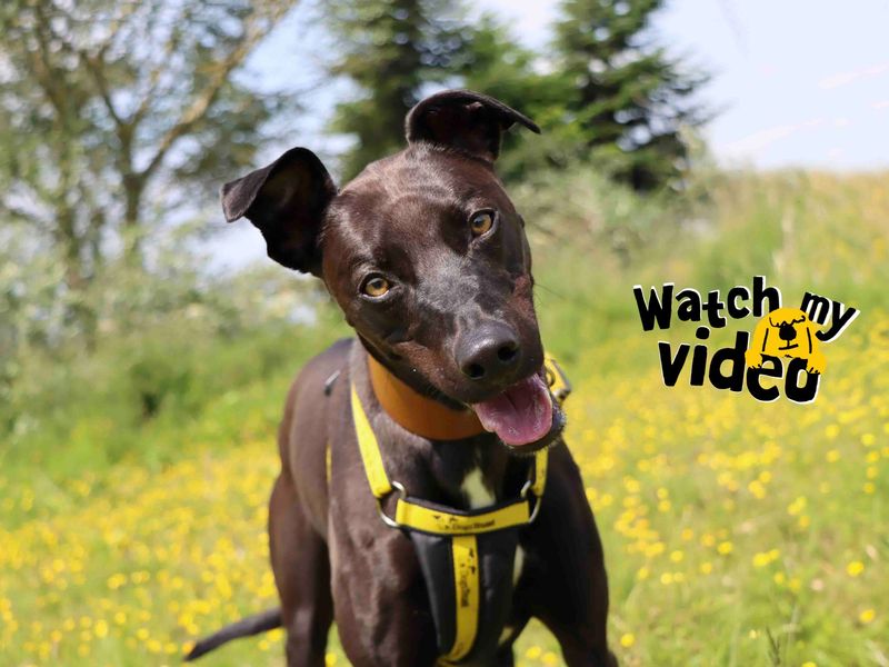 Bailey | Lurcher Cross | Darlington - 1