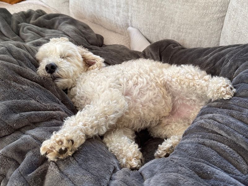 Poodle for adoption in Snetterton, Norfolk – 3 years old - Image 5 of 5