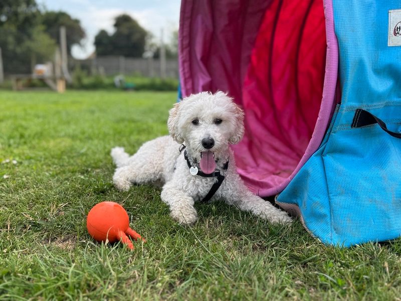 Poodle for adoption in Snetterton, Norfolk – 3 years old - Image 2 of 5