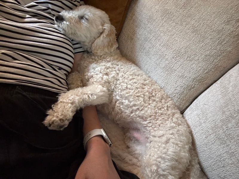 Poodle for adoption in Snetterton, Norfolk – 3 years old - Image 4 of 5