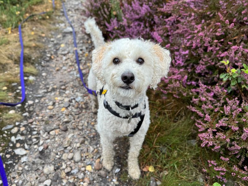 Poodle for adoption in Snetterton, Norfolk – 3 years old