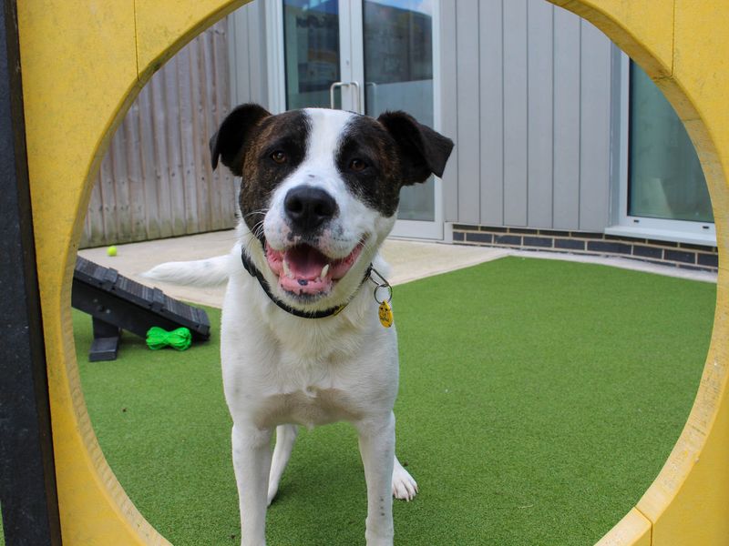 Bruno | Crossbreed | Darlington - 1