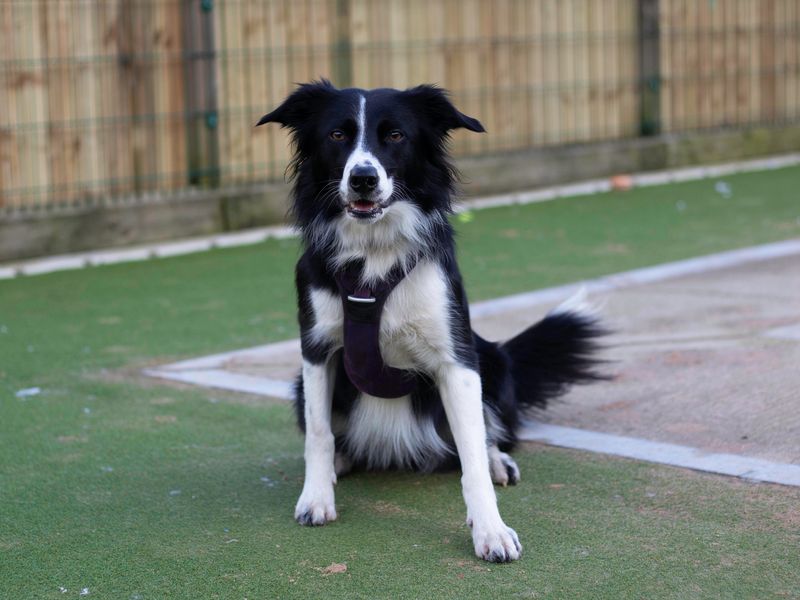 Border Collie for adoption in Cardiff, Glamorgan – 4 years old - Image 4 of 4
