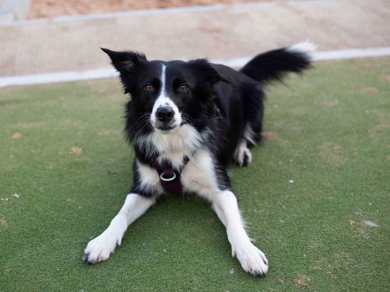 Border Collie for adoption in Cardiff, Glamorgan – 4 years old - Image 3 of 4