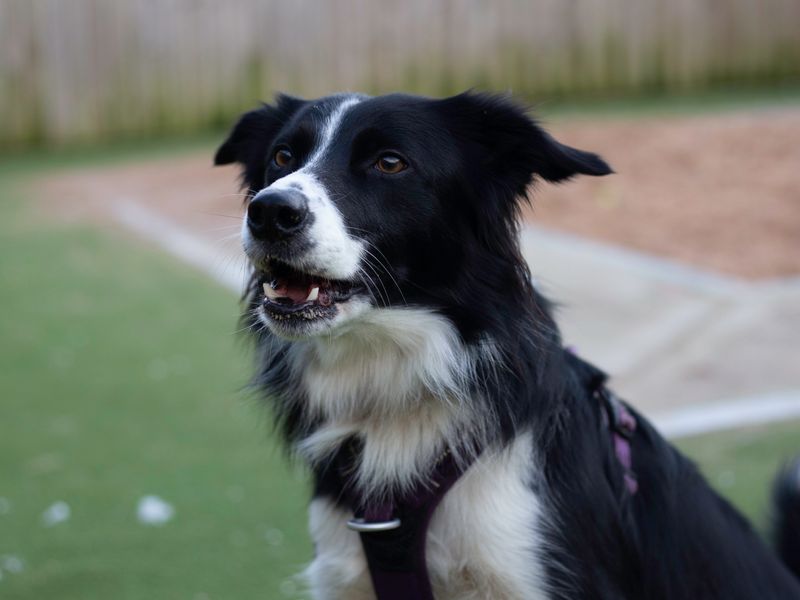 Border Collie for adoption in Cardiff, Glamorgan – 4 years old