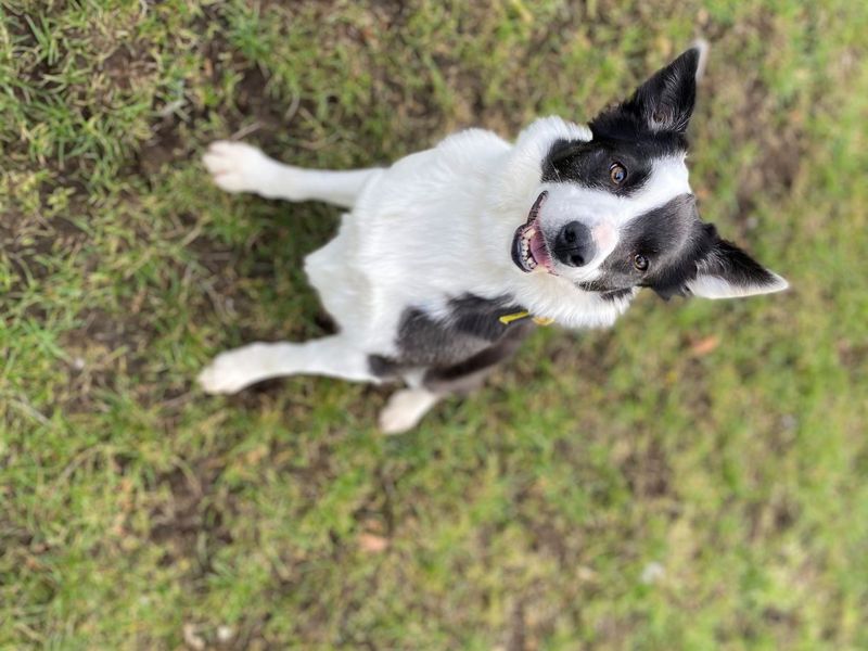 Rescue dogs, cats and rabbits in Scotland - RescueScottishPets Rescue dogs, cats and rabbits in Scotland - RescueScottishPets