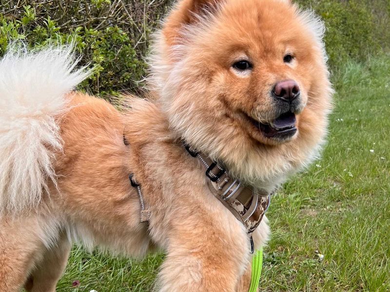 undefined | Chow Chow | undefined - 3