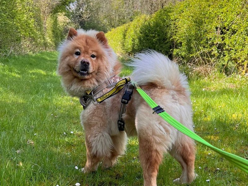 Cali | Chow Chow | Salisbury (Wiltshire) - 1