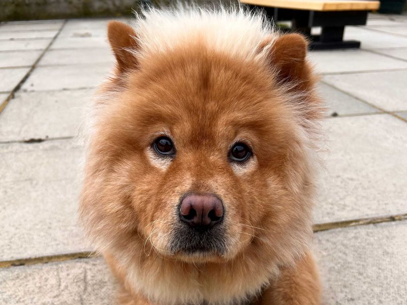 undefined | Chow Chow | undefined - 4