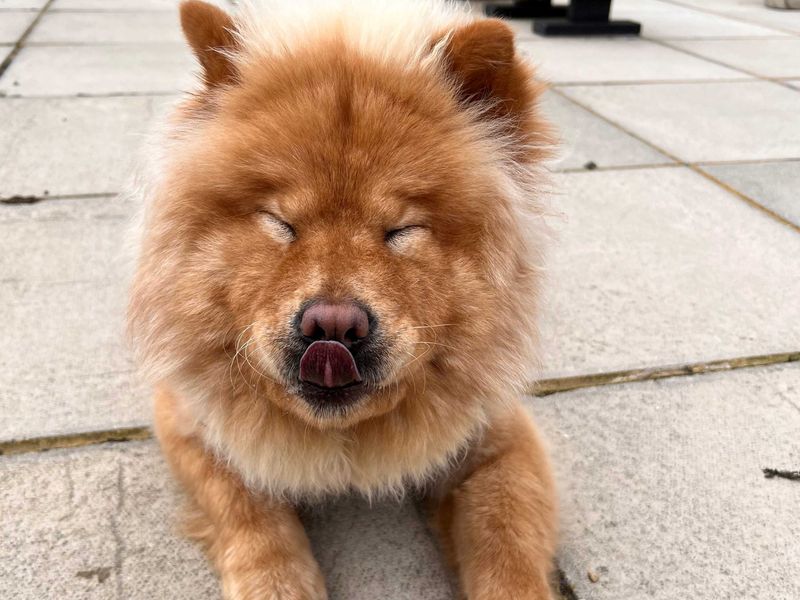 undefined | Chow Chow | undefined - 2