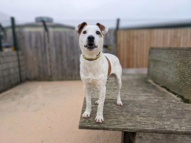 Jack Russell Terrier for adoption in Wymeswold, Leicestershire – 3 years old - Image 4 of 5