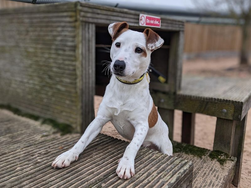 Adopt a Terrier (Jack Russell) Rescue Dog | Rigby | Dogs Trust