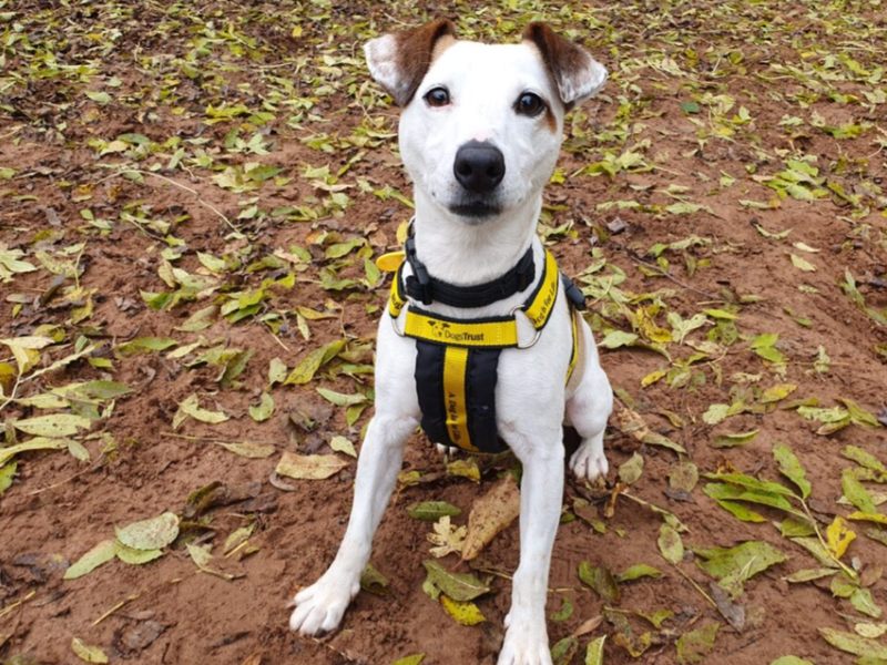 Jack Russell Terrier for adoption in Wymeswold, Leicestershire – 3 years old - Image 3 of 5