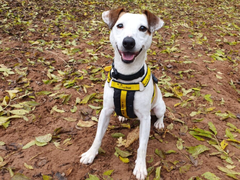 Jack Russell Terrier for adoption in Wymeswold, Leicestershire – 3 years old