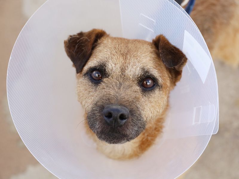 Can I Cross The Border With My Dog