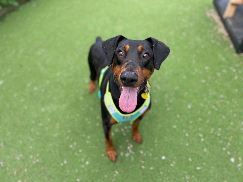 Doberman for adoption in Glasgow, Scotland – 10 years old - Image 9 of 10