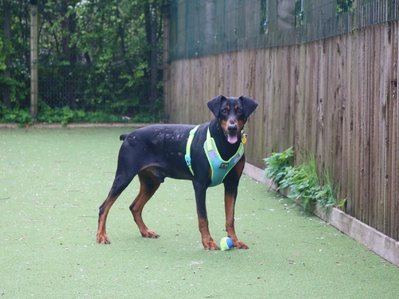 Doberman for adoption in Glasgow, Scotland – 10 years old - Image 6 of 10