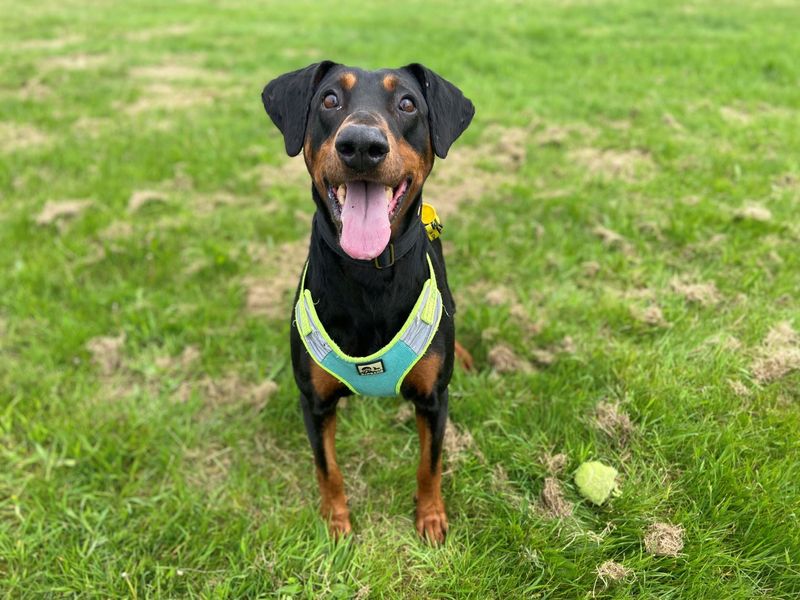 Doberman for adoption in Glasgow, Scotland – 10 years old - Image 2 of 10