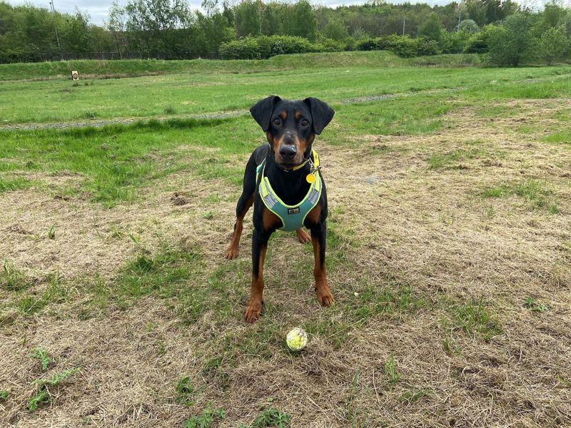 Doberman for adoption in Glasgow, Scotland – 10 years old - Image 1 of 10