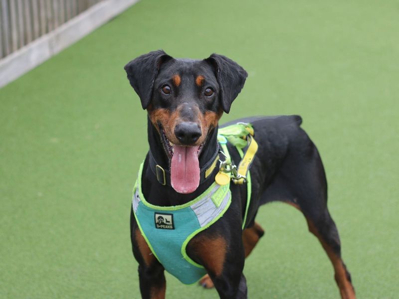 Doberman for adoption in Glasgow, Scotland – 10 years old - Image 5 of 10
