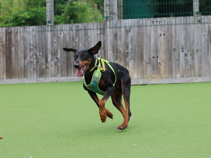 Doberman for adoption in Glasgow, Scotland – 10 years old - Image 4 of 10