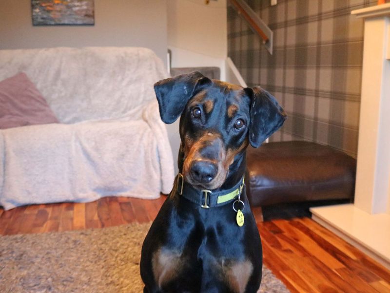 Doberman for adoption in Glasgow, Scotland – 10 years old - Image 7 of 10