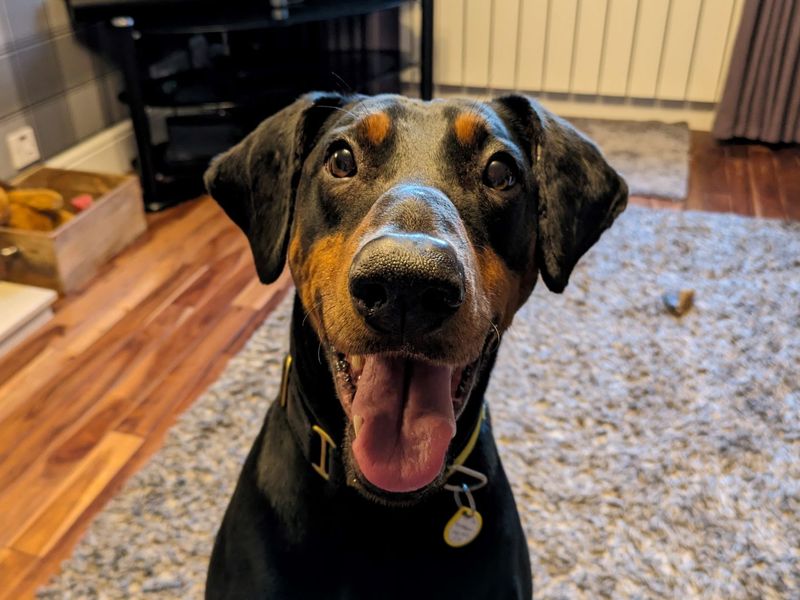 Doberman for adoption in Glasgow, Scotland – 10 years old - Image 3 of 10