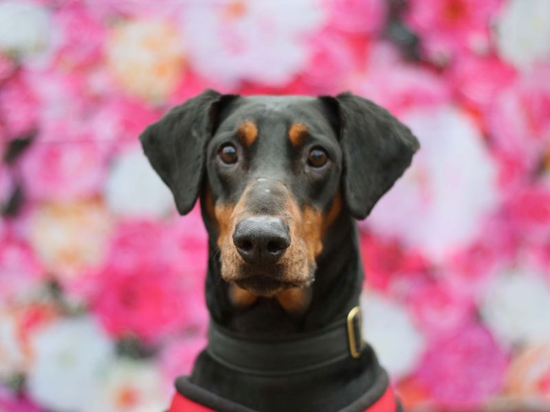 Doberman for adoption in Glasgow, Scotland – 10 years old - Image 8 of 10