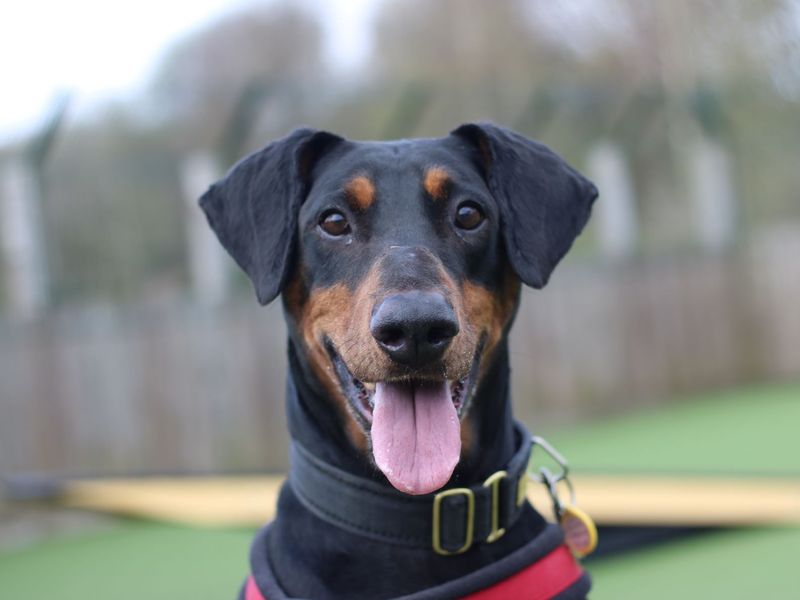 Doberman for adoption in Glasgow, Scotland – 10 years old - Image 10 of 10
