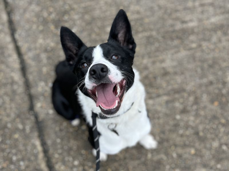 Badger - Image 2 of 6