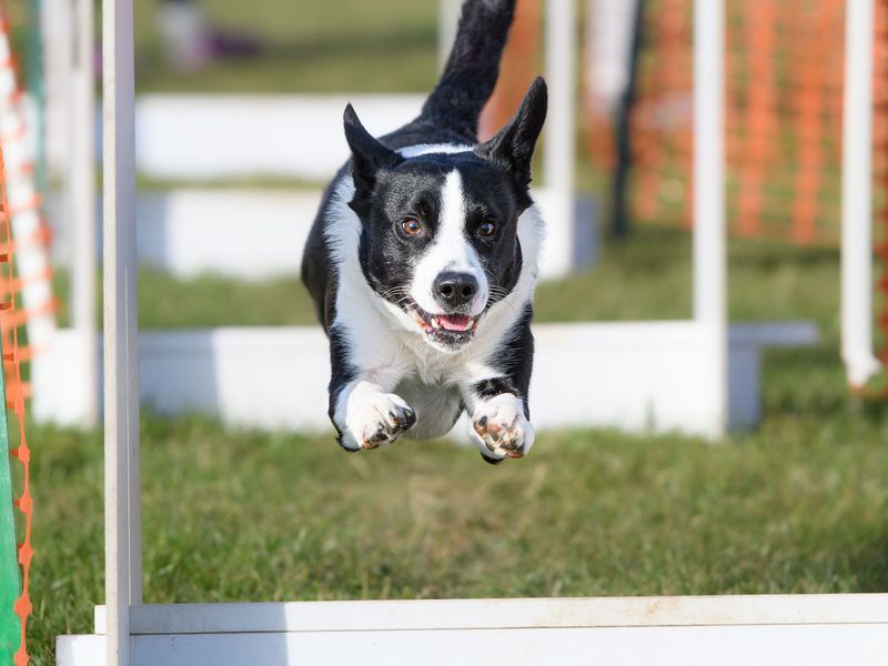 Badger | Collie (Border) Cross | Shoreham (Sussex) - 1