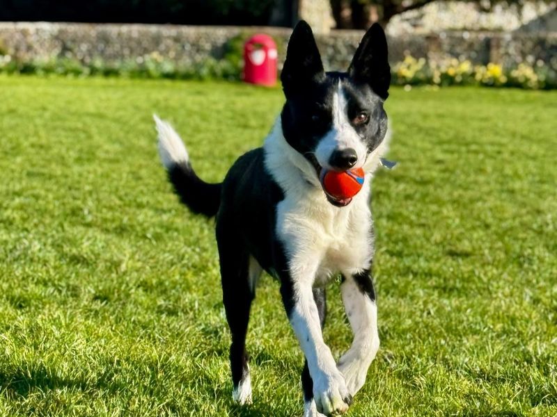 Badger - Image 6 of 6