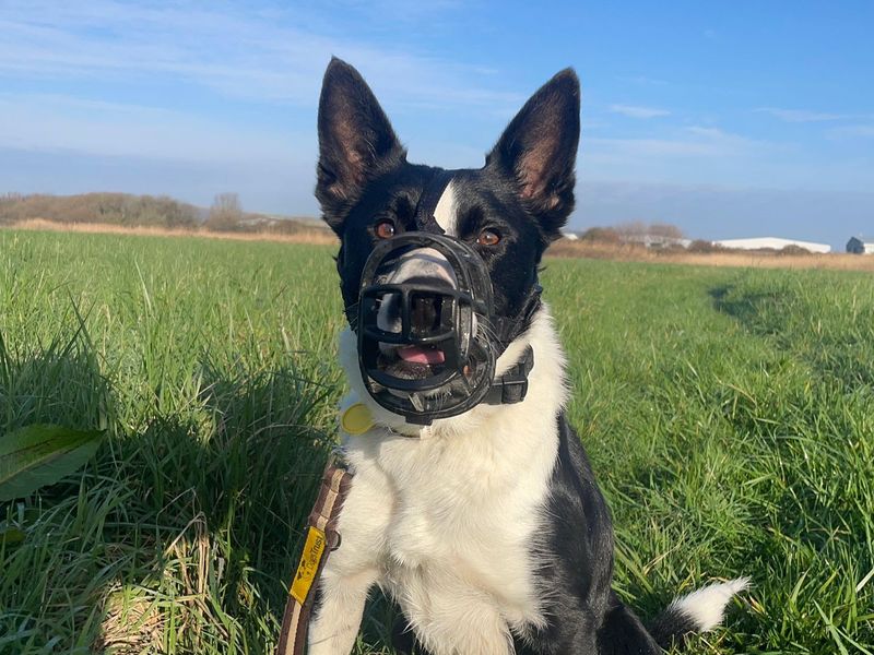 Badger - Image 4 of 6