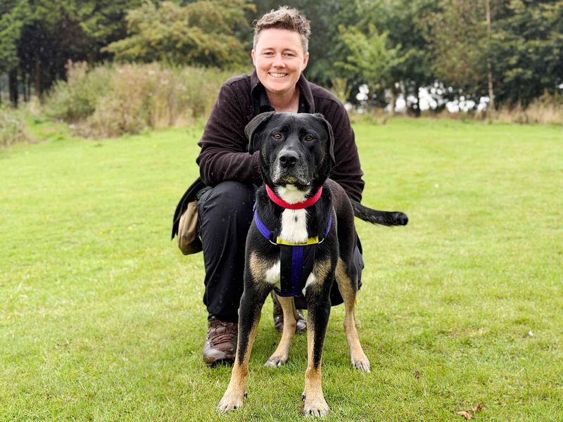 Daisy | Rottweiler Cross | Leeds - 3