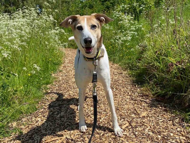 Bagel | Crossbreed | Darlington - 1