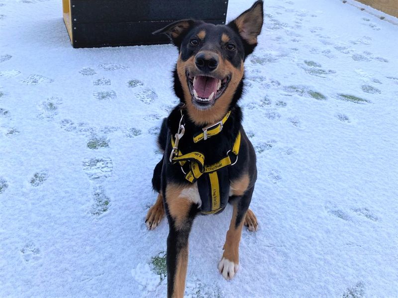 Border Collie for adoption in Ballymena, Co Antrim – 2 years old - Image 2 of 5