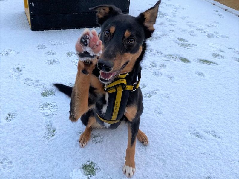 Border Collie for adoption in Ballymena, Co Antrim – 2 years old