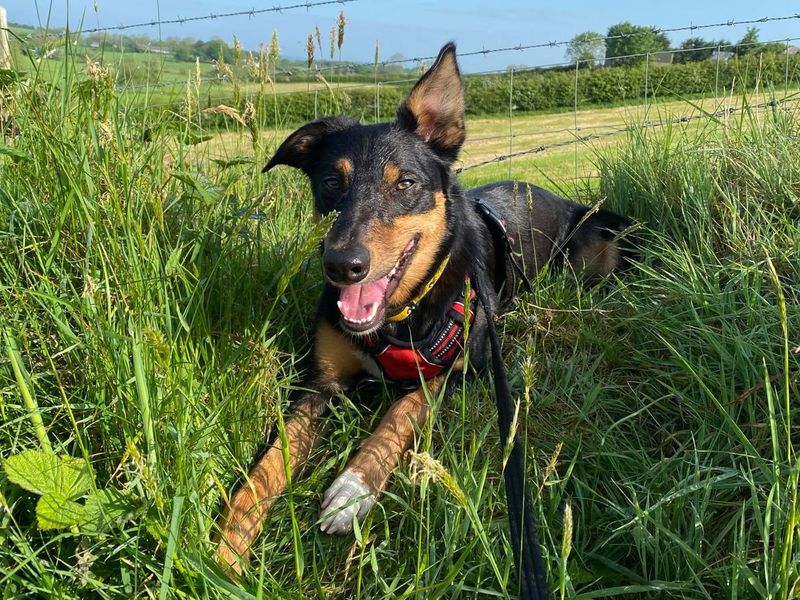 Border Collie for adoption in Ballymena, Co Antrim – 2 years old - Image 4 of 5