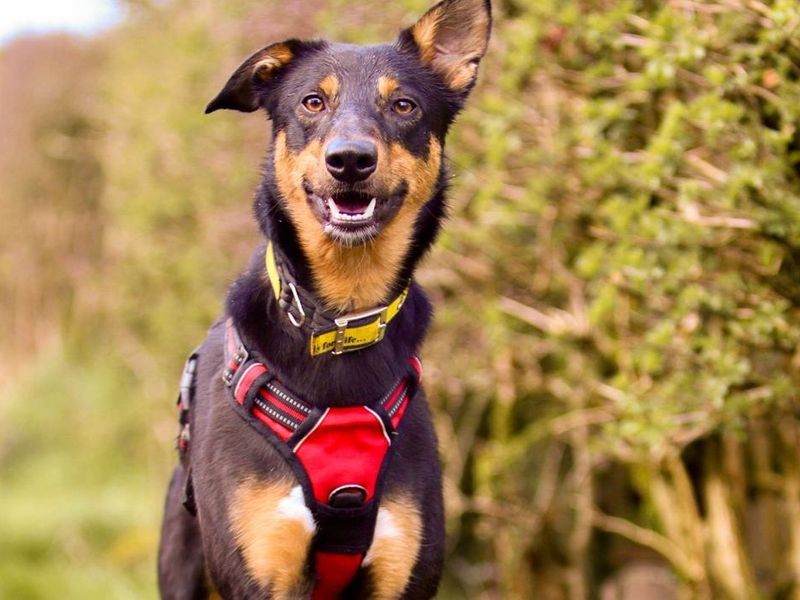 Border Collie for adoption in Ballymena, Co Antrim – 2 years old - Image 3 of 5