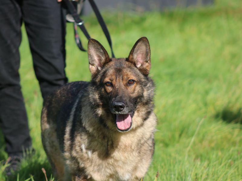 German shepherd rescue sales yorkshire