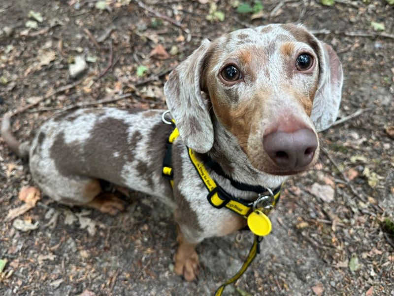 Dachshund for adoption in Chestfield, Kent – 2 years old - Image 4 of 5