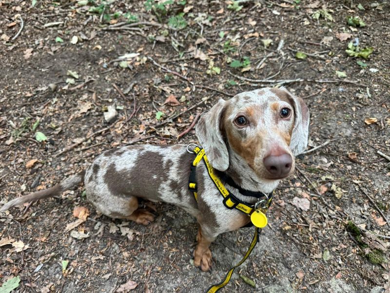 Murphy | Dachshund (Smooth Haired) | Canterbury - 1