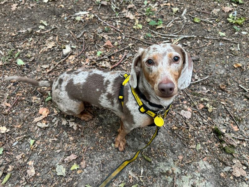 Dachshund for adoption in Chestfield, Kent – 2 years old - Image 3 of 5