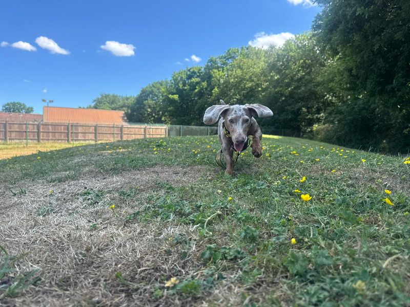 Dachshund for adoption in Chestfield, Kent – 2 years old - Image 2 of 5