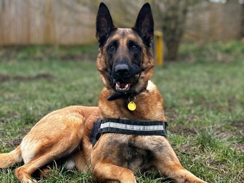 Belgian Shepherd Old German Dog That Looks Like A Small German