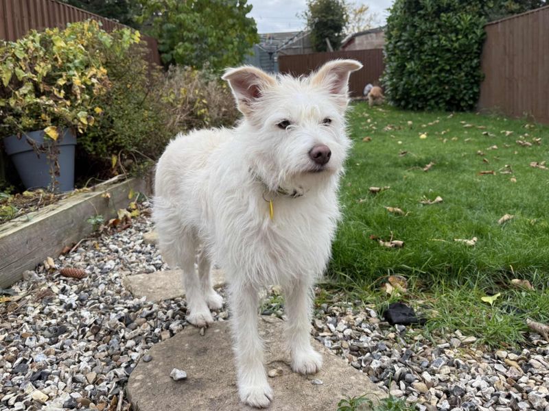 Snow, a 4 years old female Crossbreed available for adoption from Dogs Trust in Newbury, Berkshire