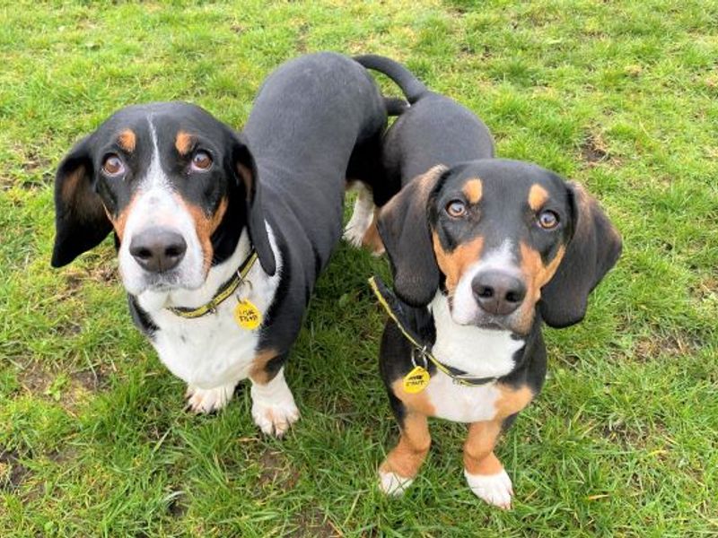 4 the hounds basset sales rescue