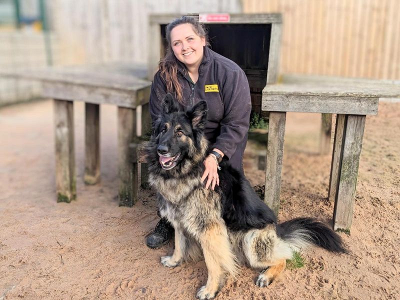 German Shepherd puppies for sale in Wymeswold – 6 years old