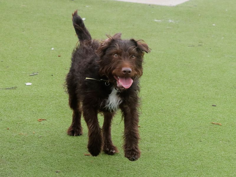 Jack Russell for adoption in Evesham, Worcestershire – 3 years old - Image 7 of 9